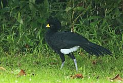 Great Curassow